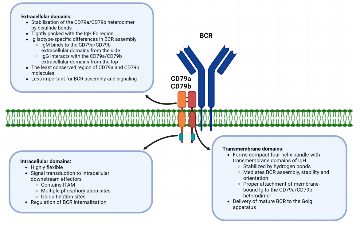 CD79 is a therapeutic target for B-cell lymphoma